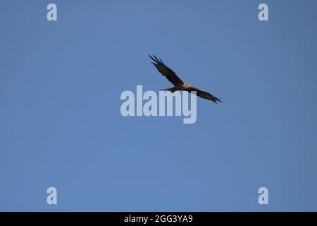 Beautiful Red Kite in flight on a sunny day. Stock Photo