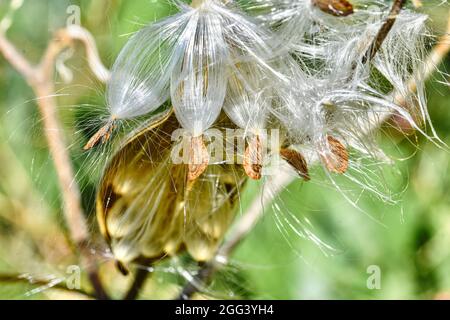 Milkweed seeds (Asclepias tuberosa) fluffed up by the wind are ready to become airborne. Closeup. Stock Photo