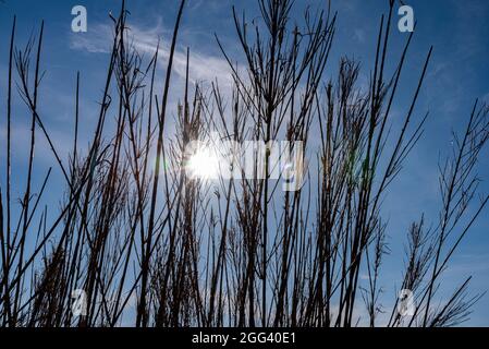 The term cane thicket indicates a land, mostly marshy or clayey, occupied by grasses with woody stalk. Stock Photo