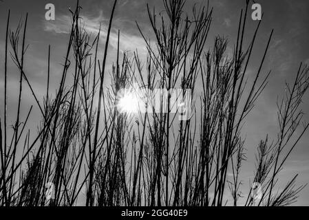 The term cane thicket indicates a land, mostly marshy or clayey, occupied by grasses with woody stalk. Stock Photo