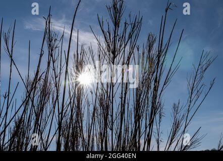 The term cane thicket indicates a land, mostly marshy or clayey, occupied by grasses with woody stalk. Stock Photo