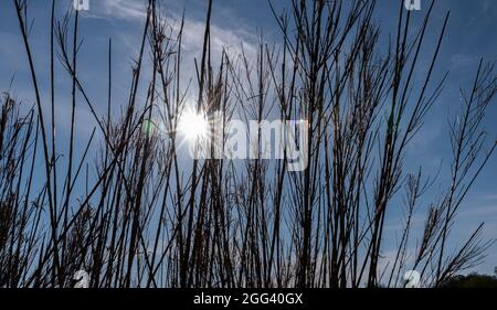 The term cane thicket indicates a land, mostly marshy or clayey, occupied by grasses with woody stalk. Stock Photo