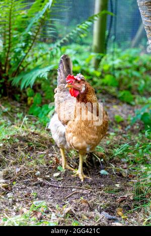 Chicken at Conwy Water Gardens, Snowdonia National Park, Wales, UK Stock Photo