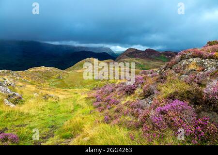 Heather and mountain landscape from Mynydd Sygyn mountain near ...