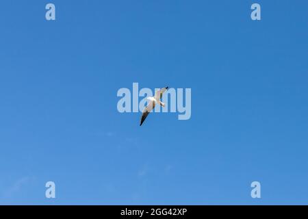 White seagull flies in clear blue sky, natural photo background Stock Photo