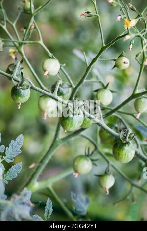 Green cherry tomatoes grow in a garden, close up photo with selective focus Stock Photo