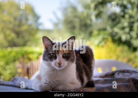 Portrait of a calico tricolor cat outside staring, close-up Stock Photo