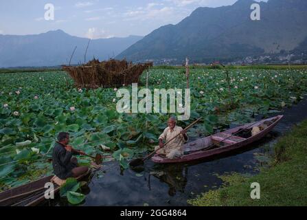 Srinagar, Indian-controlled Kashmir. 28th Aug, 2021. People row their boats near lotus vegetation at Dal Lake in Srinagar, the summer capital of Indian-controlled Kashmir, on Aug. 28, 2021. Credit: Javed Dar/Xinhua/Alamy Live News Stock Photo