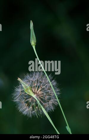 Goat's-beard (Tragopogon pratensis) Stock Photo