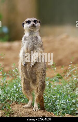 Suricata suricatta a single meerkat stands on a hill and looks into the camera Stock Photo