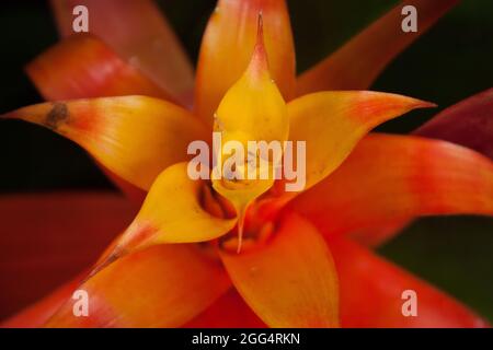 Close up of an orange Bromeliad flower Stock Photo
