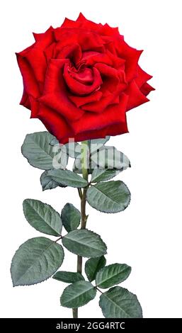 Beautiful red rose flower on stem with green leaves close up, isolated on white background - festive floral design Stock Photo