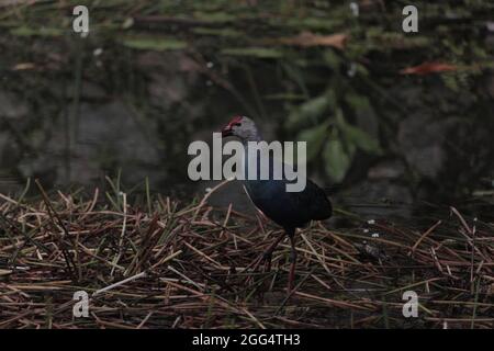 Great picture of a nice male purple swapmhen standing on a dirty swamp in Colombo with water in the background Stock Photo