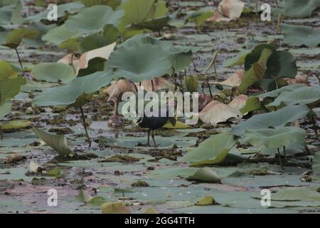 Great picture of a nice male purple swapmhen standing on a dirty swamp in Colombo with water in the background Stock Photo