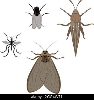 Big Set of Mosquito House Fly Moth and Locust Vector Illustration Fill and Outline Isolated on White Background Stock Vector