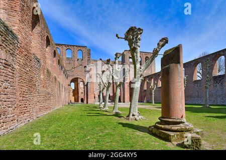 Bad Dürkheim, Germany - April 2021: Ruin of Limburg Abbey in Palatinate forest Stock Photo