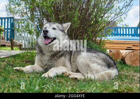 Husky dog lies on a grass on a summer day Stock Photo