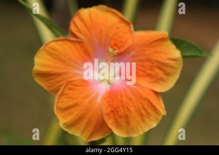 A close up picture of a large orange and yellow color mixed hibiscus flower blooming towards the sun with greenish background Stock Photo