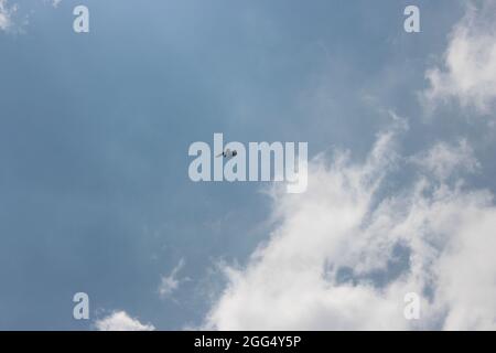 Picture of a large male serpent eagle flying in the sky looking for big prey in the ground in the afternoon with the nice sky in the background Stock Photo