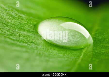 green leaf with water drop macro Stock Photo