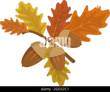 Acorns and oak leaves on a branch. Forest autumn fruits Stock Vector