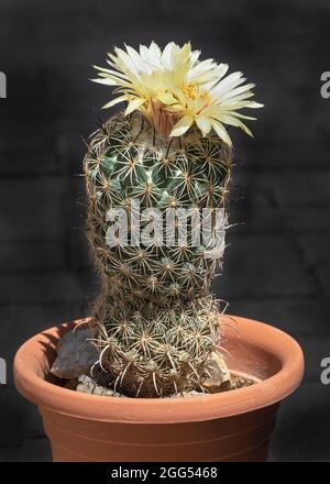 a yellow flowering miniature Coryphantha radians Sea Urchin or Rhinoceros Cactus in a rust colored pot on a blurred dark grey background Stock Photo