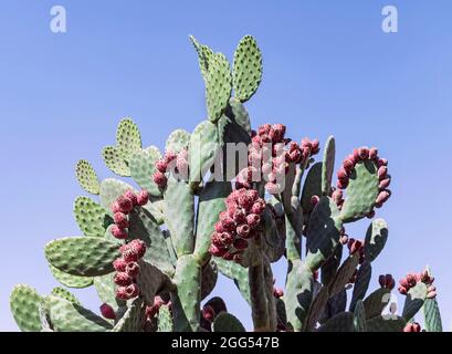 giant velvet prickly pear Opuntia tomentosa tree cactus with many bright red fruits framed by a clear blue sky Stock Photo