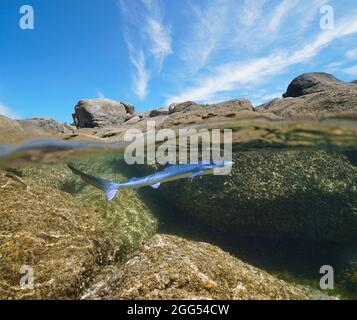 Young blue shark (Prionace glauca) near rocky sea shore, split view over and under water surface, Atlantic ocean, Spain, Galicia Stock Photo