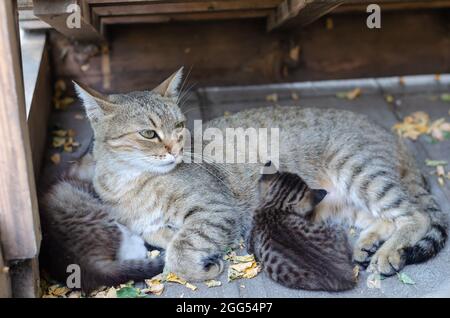 A homeless cat with two kittens on the street. A cat with beautiful eyes lies under a wooden canopy among fallen acacia leaves. Pets. Selective Focus. Stock Photo