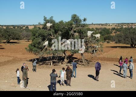 Argan trees and the goats on the way between Marrakesh and Essaouira in Morocco.Argan Oil is produced by using the seeds of it. Stock Photo