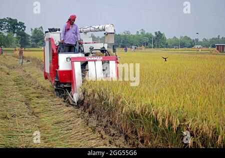 DHAKA CITY, BANGLADESH - AUGUST 27: A Farmer from Bakshiganj area of Jamalpur during the  process of the cutting and threshing paddy as part of the harvest using cereal harvester machine on August 27, 2021 in Dhaka, Bangladesh. Photo: Maruf Rahman  / Eyepix Group / The Photo Access Stock Photo