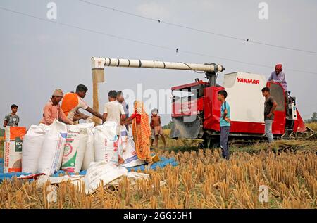 DHAKA CITY, BANGLADESH - AUGUST 27: A Farmer from Bakshiganj area of Jamalpur during the  process of the cutting and threshing paddy as part of the harvest using cereal harvester machine on August 27, 2021 in Dhaka, Bangladesh. Photo: Maruf Rahman  / Eyepix Group / The Photo Access Stock Photo