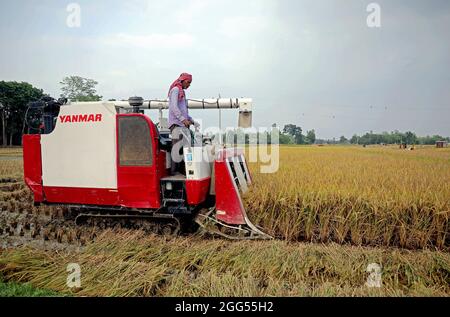 DHAKA CITY, BANGLADESH - AUGUST 27: A Farmer from Bakshiganj area of Jamalpur during the  process of the cutting and threshing paddy as part of the harvest using cereal harvester machine on August 27, 2021 in Dhaka, Bangladesh. Photo: Maruf Rahman  / Eyepix Group / The Photo Access Stock Photo