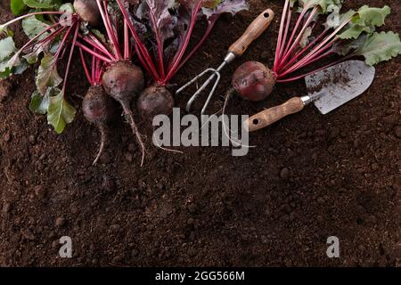 Fresh harvested organic beetroots on ground background Stock Photo