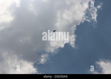 Picture of a large male serpent eagle flying in the sky looking for big prey in the ground in the afternoon with the nice sky in the background Stock Photo