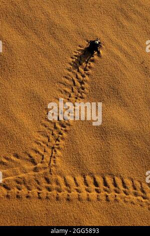 FRANCE. A TRACK IN THE SAND FORMED BY A DING-BEETLE, INSECT BELONGING TO THE SCARAB FAMILY Stock Photo