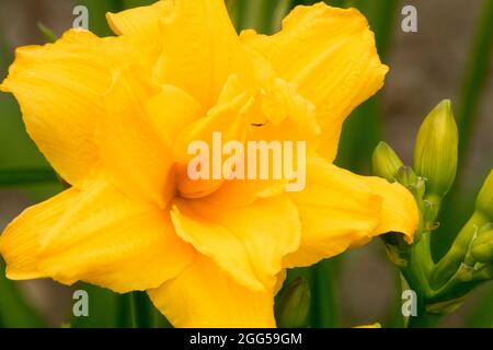 Yellow Daylily flower Hemerocallis 'Double Talk' Stock Photo