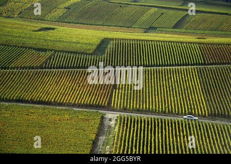 FRANCE. GRAND-EST. MARNE (51) THE MARNE VALLEY (COTE DES BLANCS). VINES IN AUTUMN Stock Photo