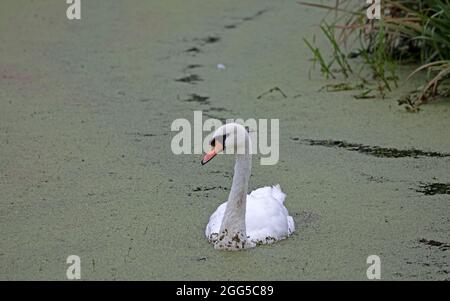 Portobello, Edinburgh, Scotland, UK weather. 29th August 2021. Dull and Cloudy at Figgate Park, temperature 15 degrees centigrade for this male Mute Swan swimming through the pond weed, otherwise know as duck weed. Credit: Arch White/Alamy Live News Stock Photo