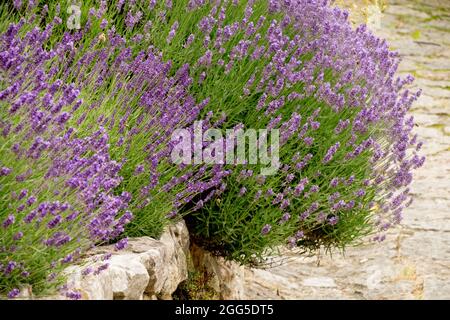 Blooming lavender lining the path Scented, Lavender, Hedge Stock Photo