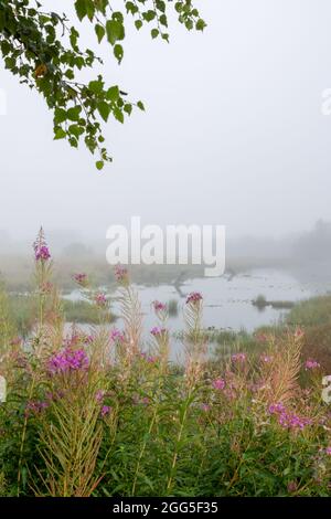 Tregaron, Ceredigion, Wales, UK. 29th August 2021  UK Weather: Misty morning at Cors Caron National nature reserve near Tregaron in mid Wales, with the forecast of sunshine once the mist clears. © Ian Jones/Alamy Live News Stock Photo