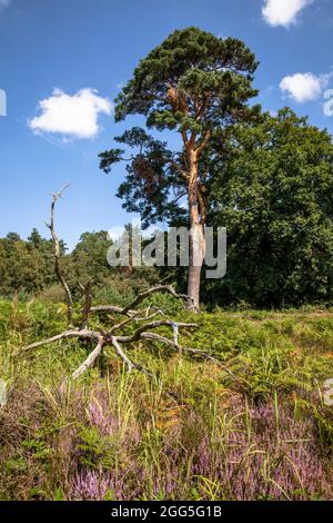 pine tree and flowering common heather (Calluna vulgaris) in the Wahner Heath on Fliegenberg hill, Troisdorf, North Rhine-Westphalia, Germany.  Kiefer Stock Photo