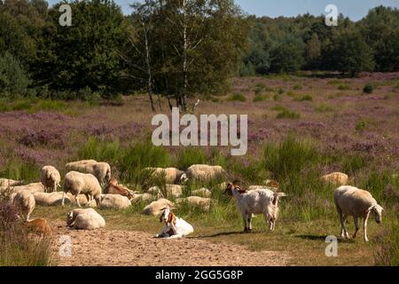 sheep and goats for open land management in the flowering Wahner Heath, Troisdorf, North Rhine-Westphalia, Germany.  Schafe und Ziegen zur Offenlandpf Stock Photo