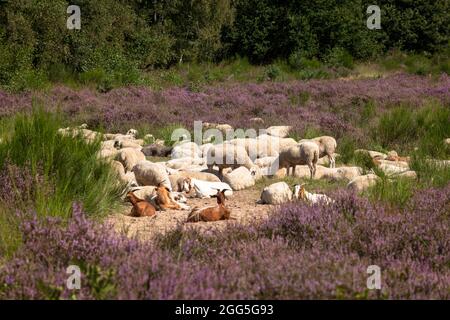 sheep and goats for open land management in the flowering Wahner Heath, Troisdorf, North Rhine-Westphalia, Germany.  Schafe und Ziegen zur Offenlandpf Stock Photo
