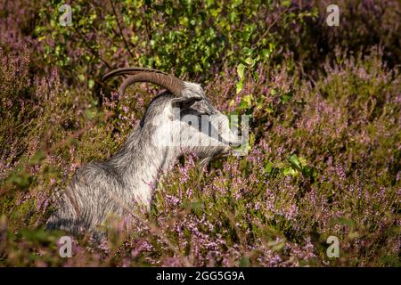 goat for open land management in the flowering Wahner Heath, Troisdorf, North Rhine-Westphalia, Germany.  Ziege zur Offenlandpflege in der bluehenden Stock Photo