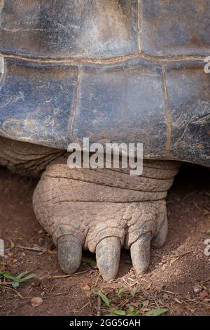 Detail of the Aldabra Giant Tortoise in Charamel, Mauritius Stock Photo