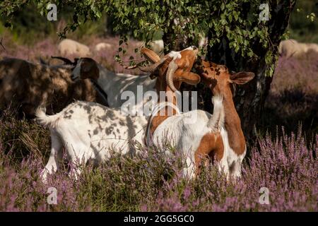 goats for open land management eating birch leaves in the flowering Wahner Heath, Troisdorf, North Rhine-Westphalia, Germany.  Ziegen zur Offenlandpfl Stock Photo