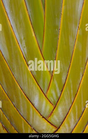 Close-up of Travelers Palm, symbol of the country, Madagascar Stock Photo