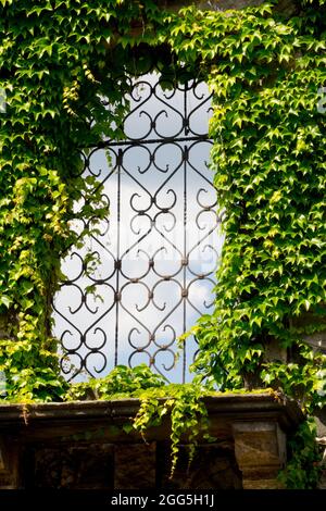 Climbing plant Ivy covered baroque window decorative grille Boston Ivy Parthenocissus tricuspidata window grille Stock Photo