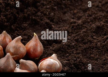 Tulip bulbs on ground background, copy space Stock Photo